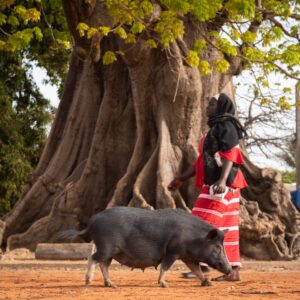 Diembéring, Casamance, Sénégal