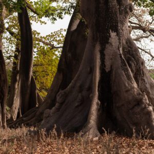 Diembéring, Casamance, Sénégal
