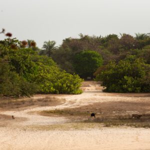 Diembéring, Casamance, Sénégal
