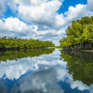 Les mangroves de l'Île de Sipo